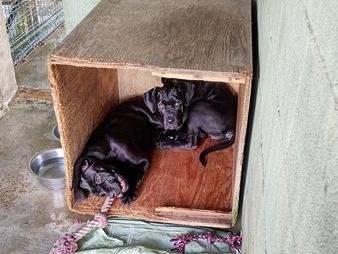 Adotta un cane, taglia media, femmina, Cuneo