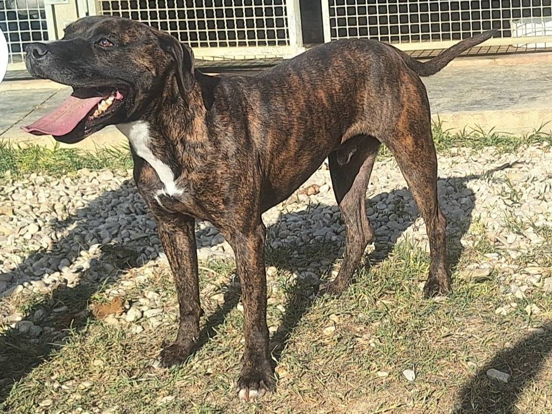 Adotta un cane, taglia media, maschio, Teramo