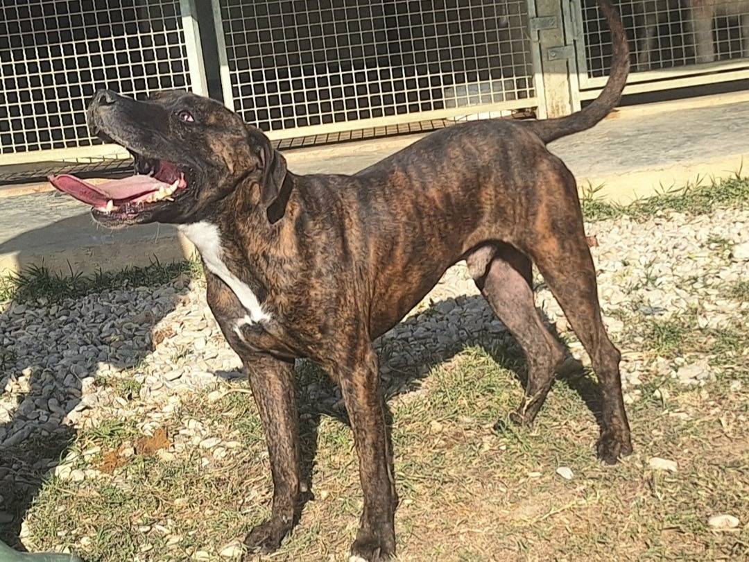 Vuoi adottare un cane a Teramo?