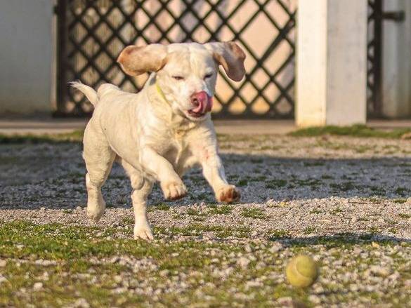 Adotta un cane, maschio, 13 anni , Cuneo