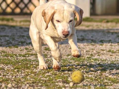 Vuoi adottare un cane a Cuneo?