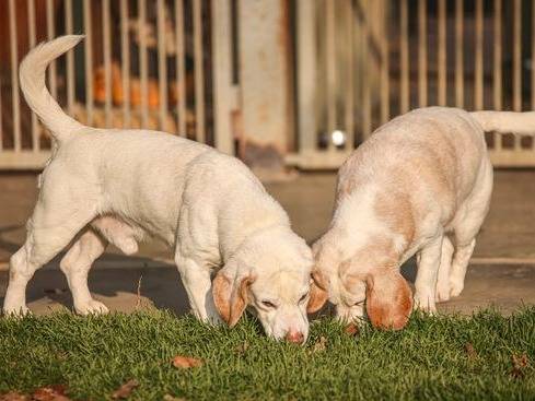 Adotta il cane Stanlio a Cuneo