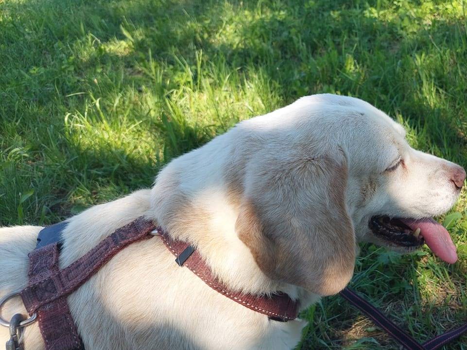 Adotta un cane, maschio, 12 anni  e 11 mesi , Cuneo