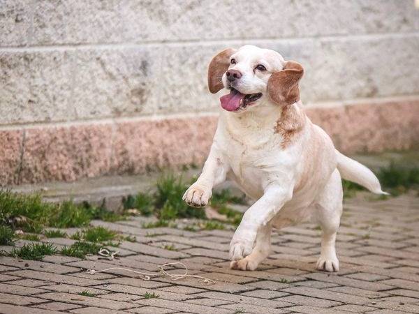 Adotta un cane, taglia media, maschio, Cuneo