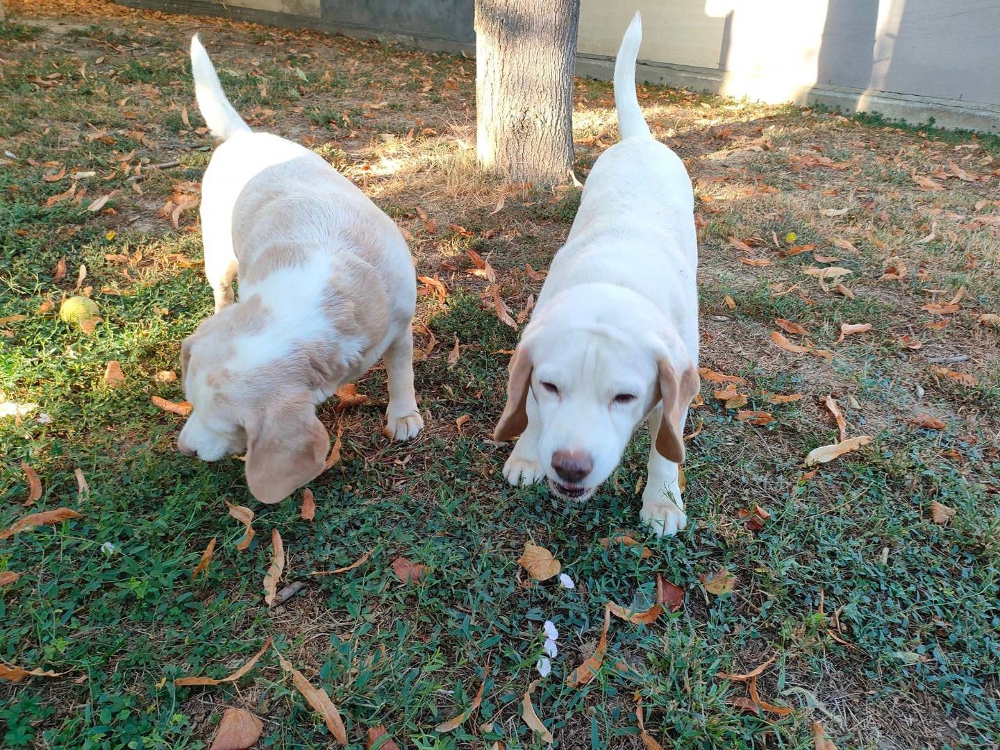 Vuoi adottare un cane a Cuneo?