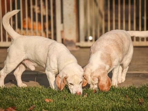 Adotta il cane Ollio a Cuneo