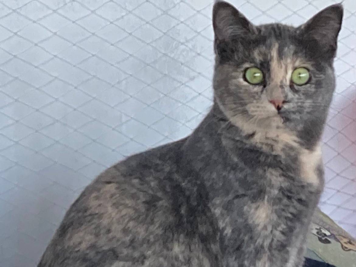 Adotta un gatto, femmina, 11 mesi, Sud