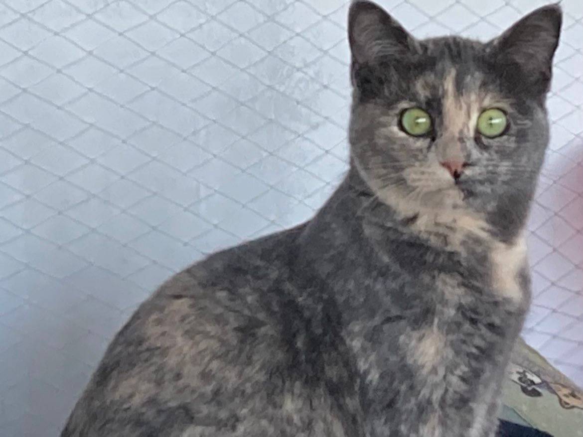 Adotta un gatto, taglia non valida, femmina, Sud
