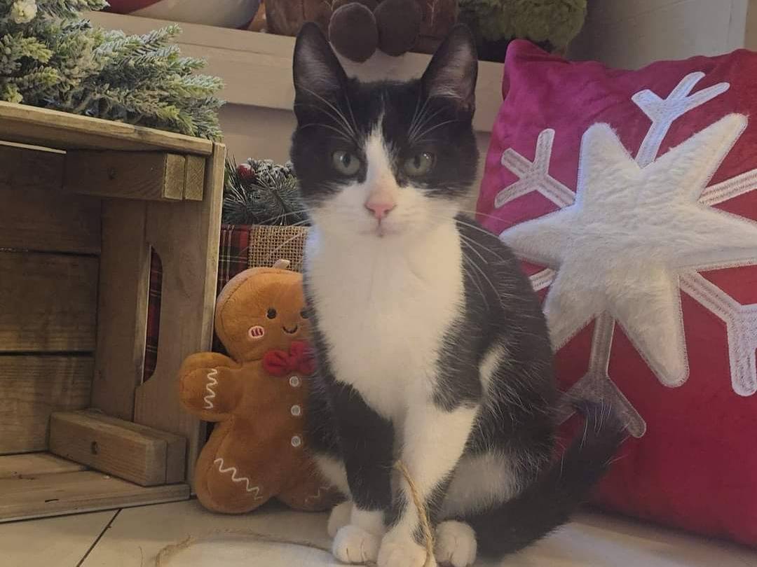 Adozione gatto, femmina, Razza sconosciuta Razza sconosciuta, 1 anno e 10 mesi, taglia non valida, Bari