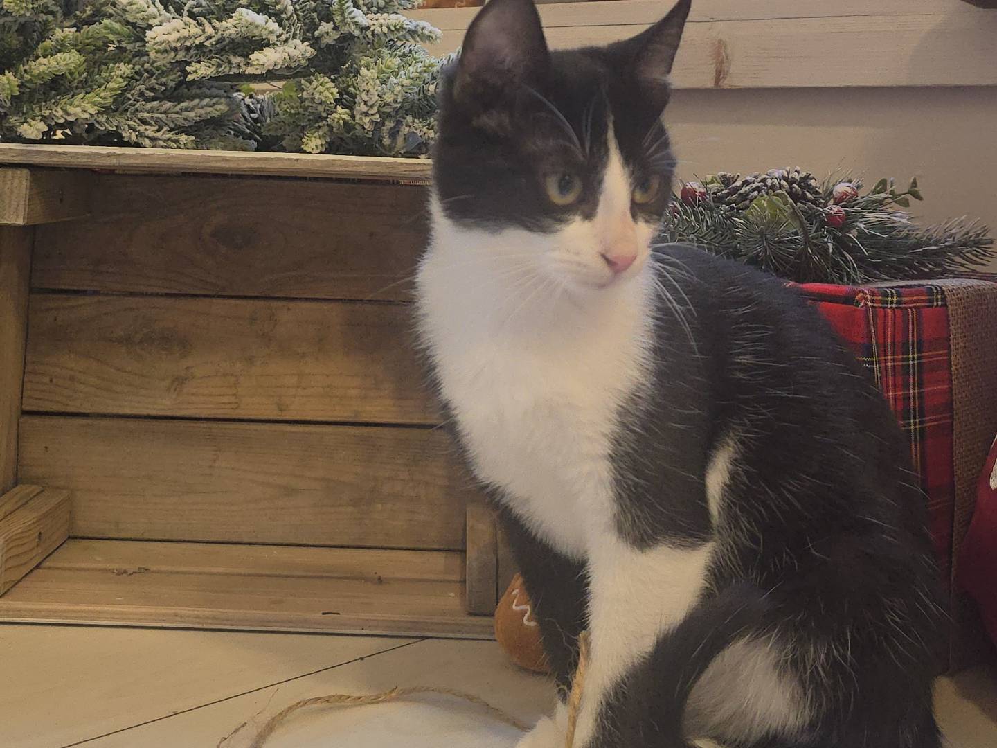 Adotta un gatto, femmina, 1 anno e 10 mesi, Bari