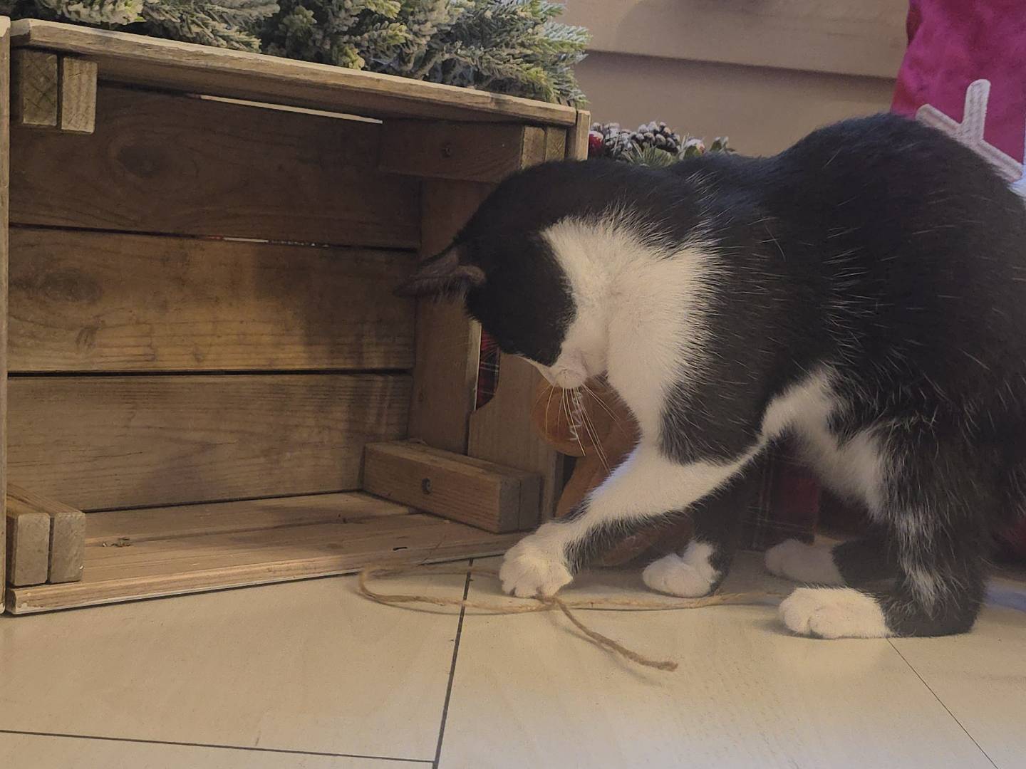 Adotta un gatto, taglia non valida, femmina, Bari