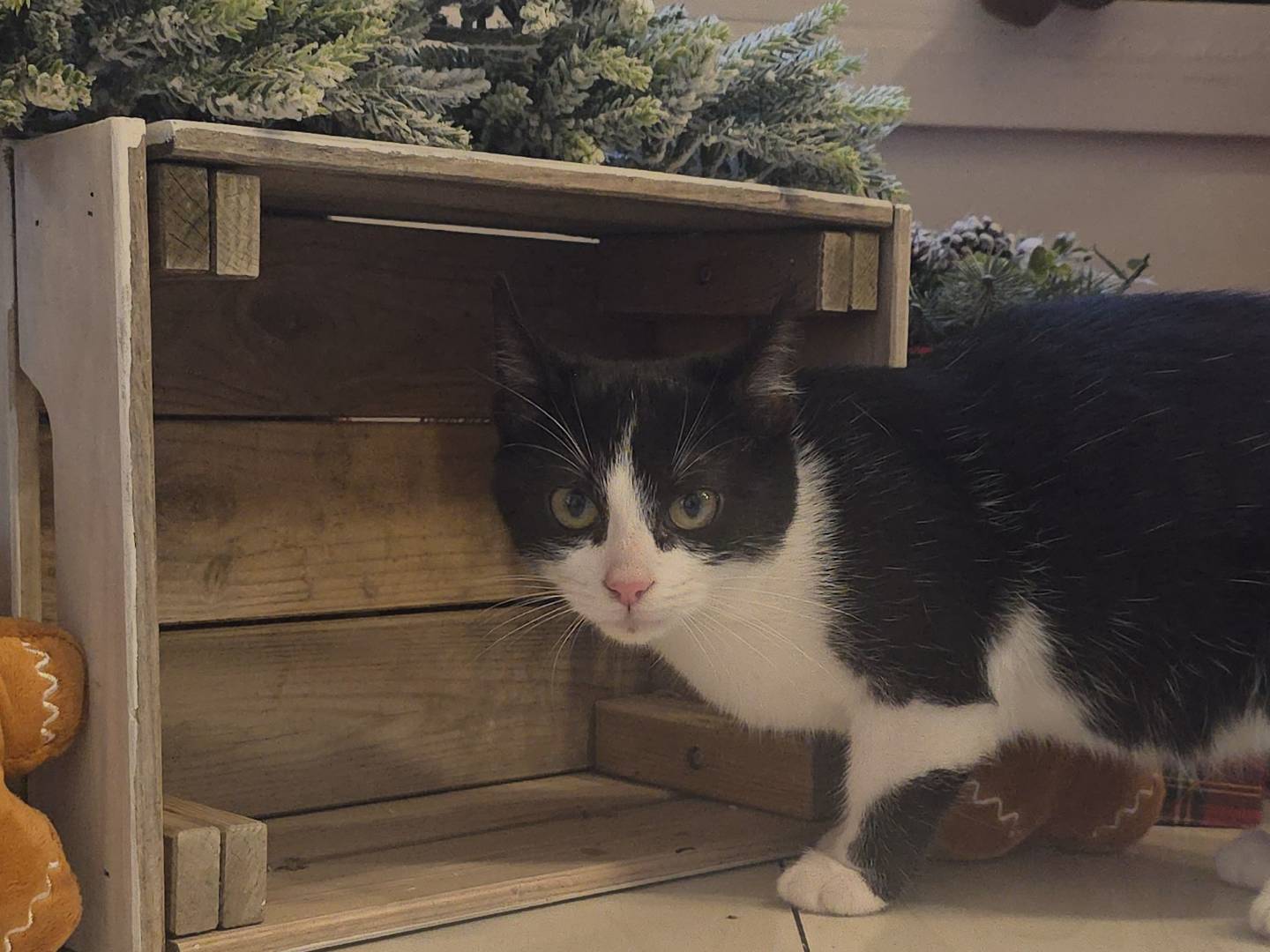 Vuoi adottare un gatto a Bari?
