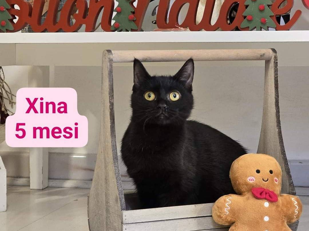 Foto dell'animale