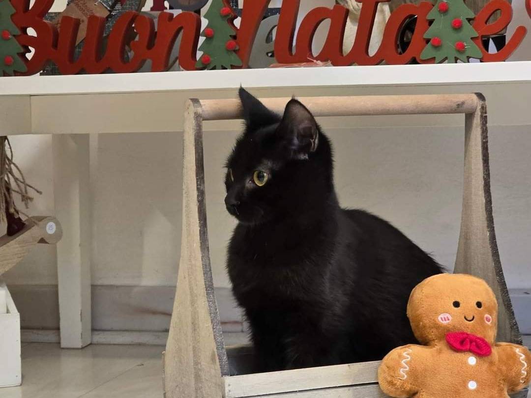 Adotta un gatto, femmina, 1 anno e 8 mesi, Bari