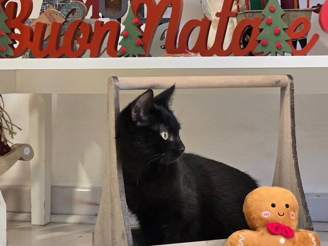 Adotta un gatto, taglia non valida, femmina, Bari