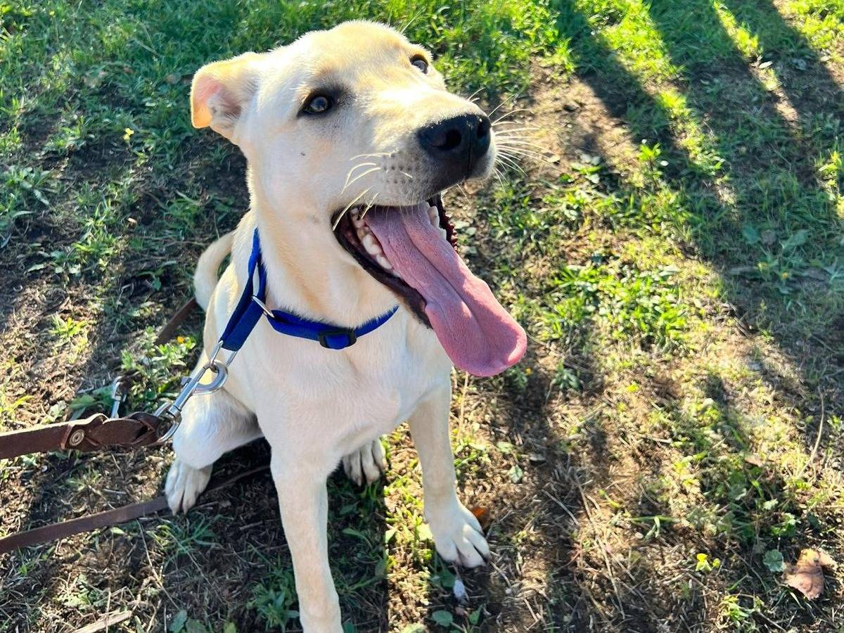 Adotta un cane, maschio, 11 mesi, Bari
