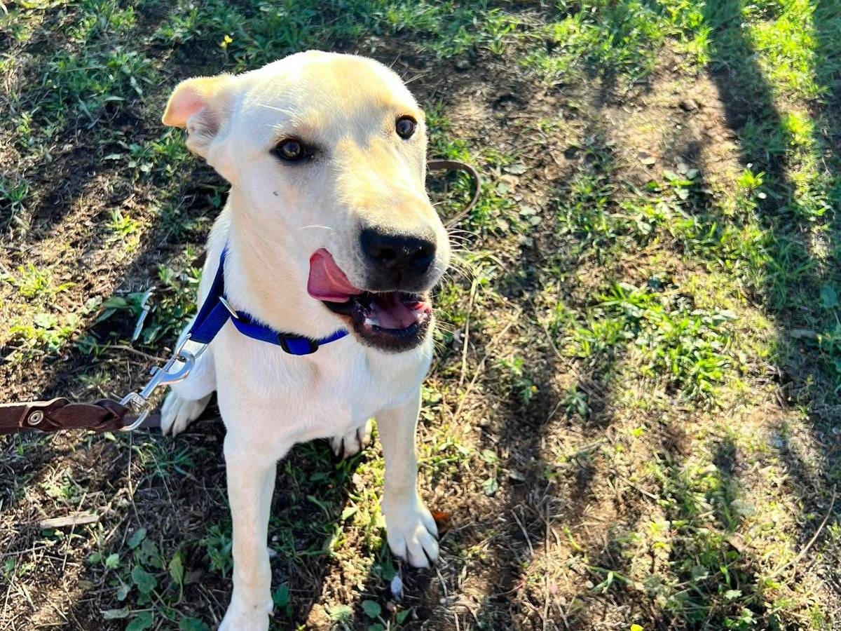 Adotta un cane, taglia media, maschio, Bari