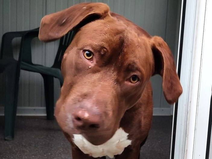 Adozione cane, maschio, Bull Terrier Razza sconosciuta, 1 anno e 3 mesi, taglia media, Latina