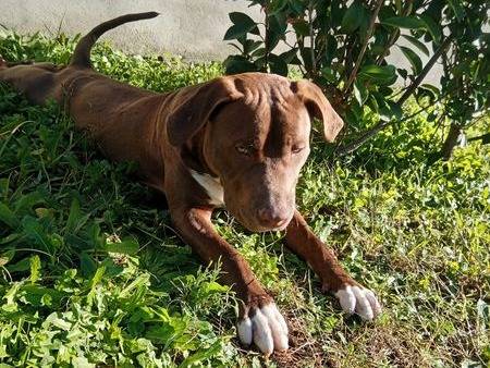 Adotta un cane, taglia media, maschio, Latina