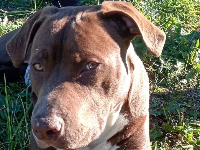Vuoi adottare un cane a Latina?