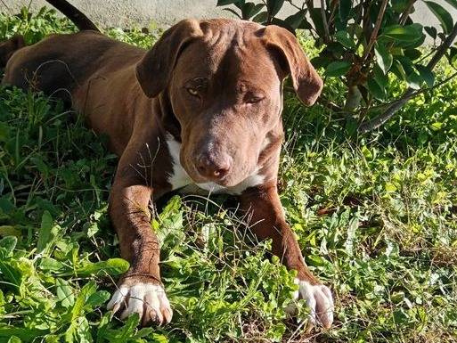 Adotta il cane Apache a Latina