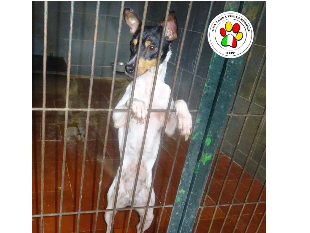 Adozione cane, femmina, Razza sconosciuta Razza sconosciuta, 1 anno e 10 mesi, taglia piccola, Milano