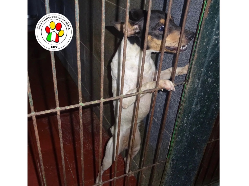 Adozione cane, femmina, Razza sconosciuta Razza sconosciuta, 1 anno e 9 mesi, taglia piccola, Milano