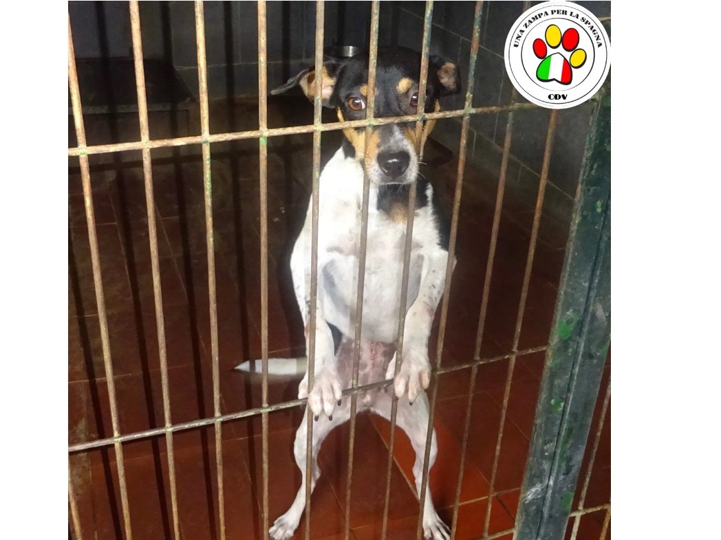 Adozione cane, femmina, Razza sconosciuta Razza sconosciuta, 3 anni e 9 mesi, taglia piccola, Milano