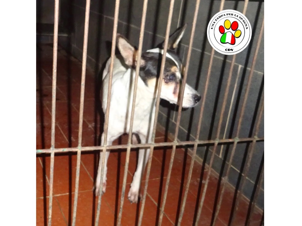 Adozione cane, femmina, Razza sconosciuta Razza sconosciuta, 1 anno e 9 mesi, taglia piccola, Milano