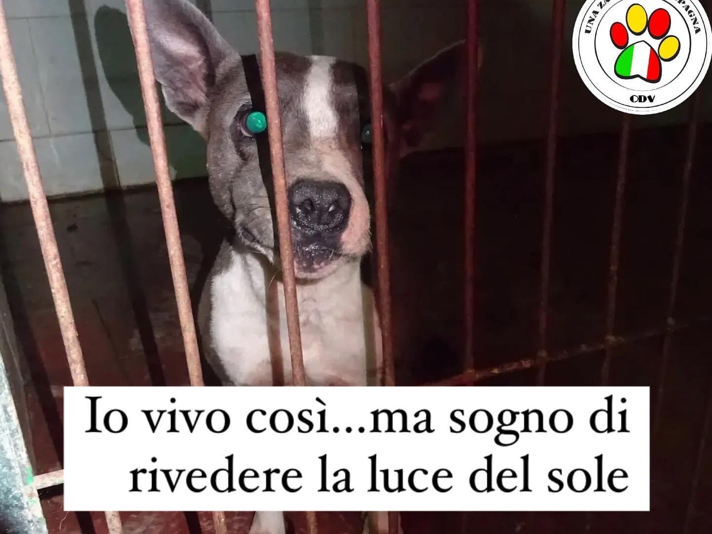 Adozione cane, femmina, Razza sconosciuta Razza sconosciuta, 1 anno e 9 mesi, taglia piccola, Milano