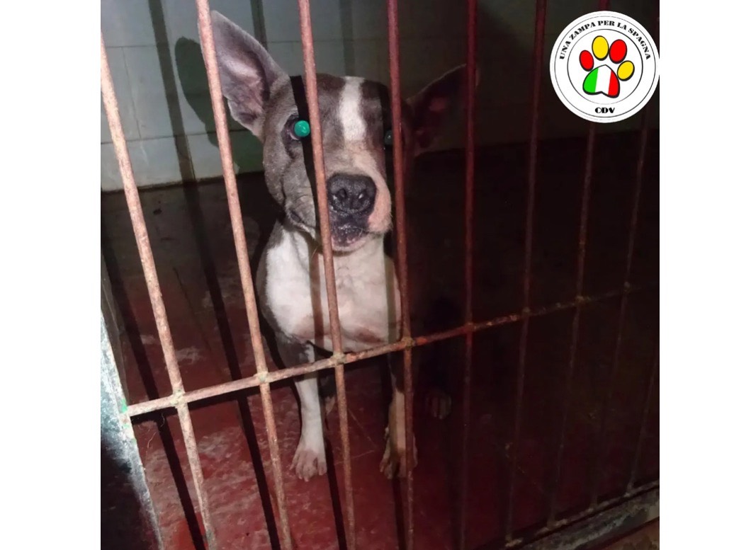 Adotta un cane, femmina, 1 anno e 9 mesi, Milano