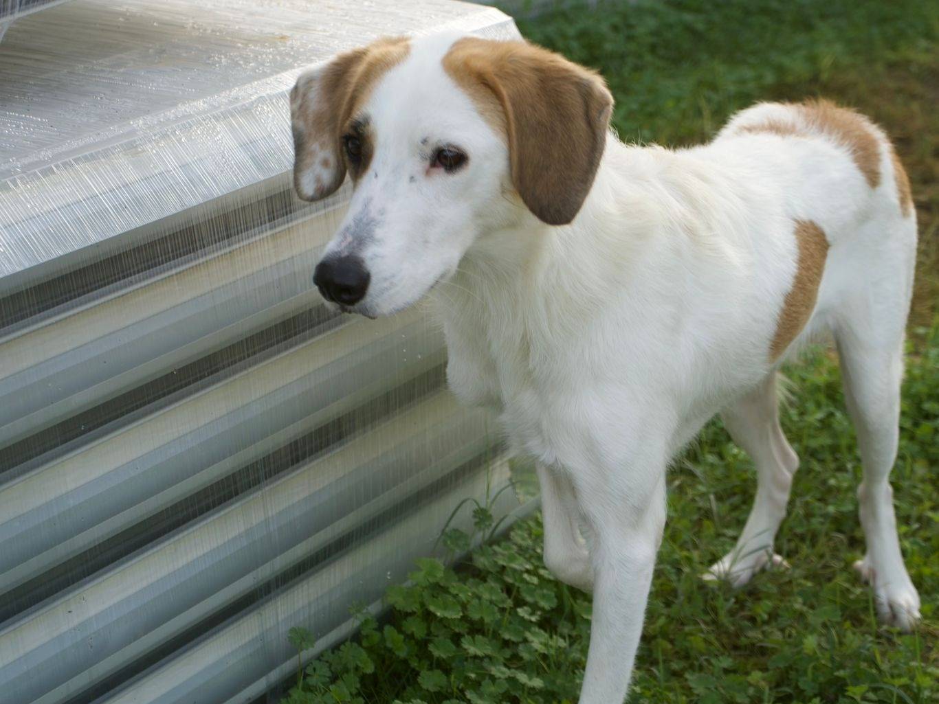 Foto dell'animale