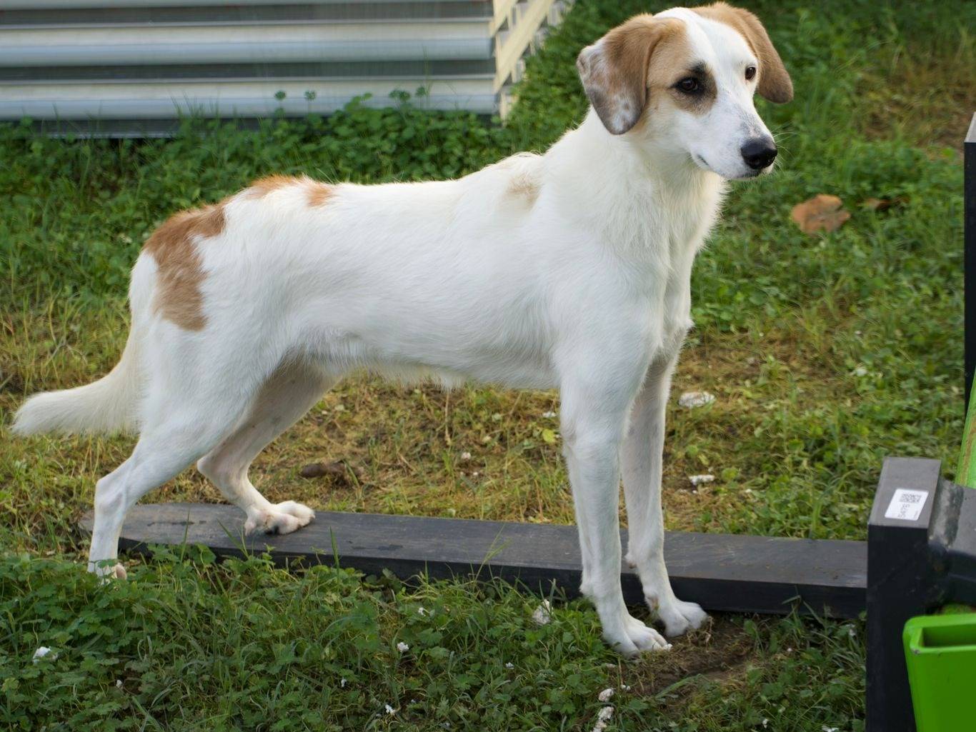Vuoi adottare un cane a Milano?