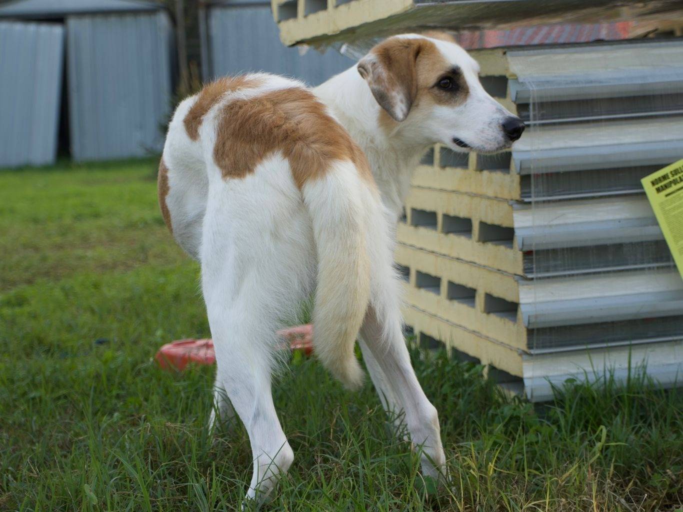 Adotta il cane Pinocchio  a Milano