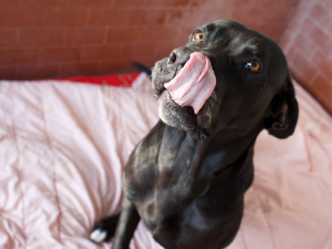 Vuoi adottare un cane a Milano?