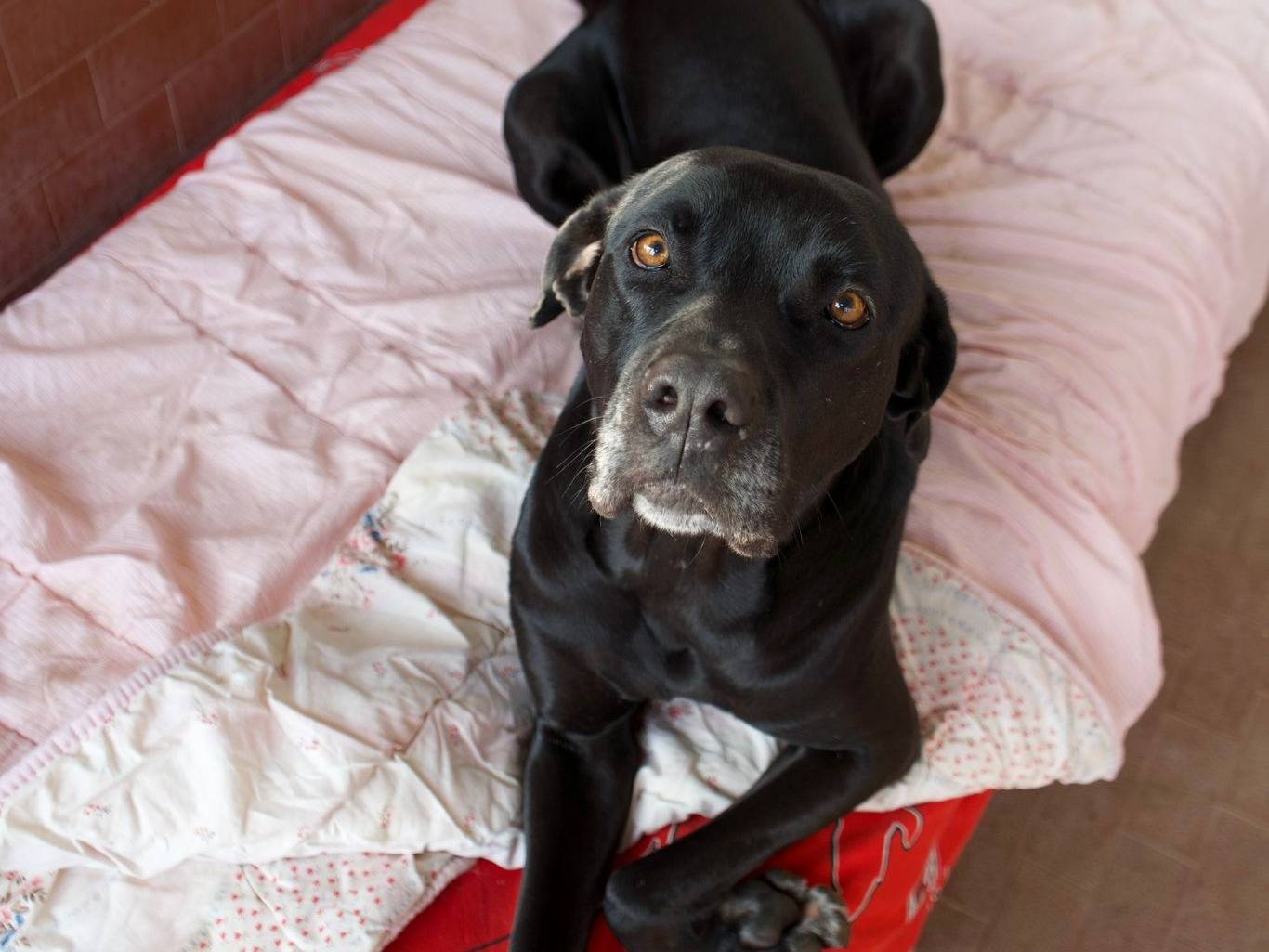 Adotta il cane Sissi a Milano