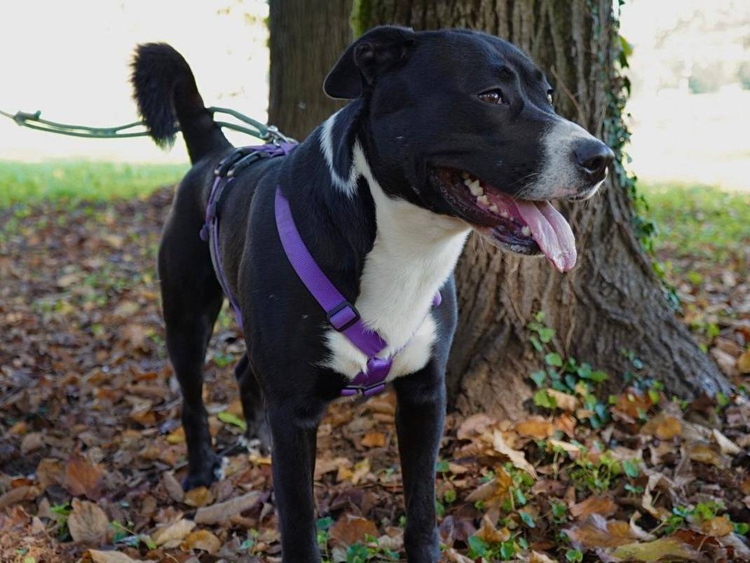 Vuoi adottare un cane a Milano?