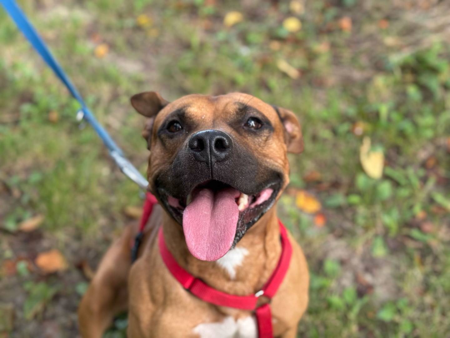 Adotta un cane, taglia media, maschio, Bologna