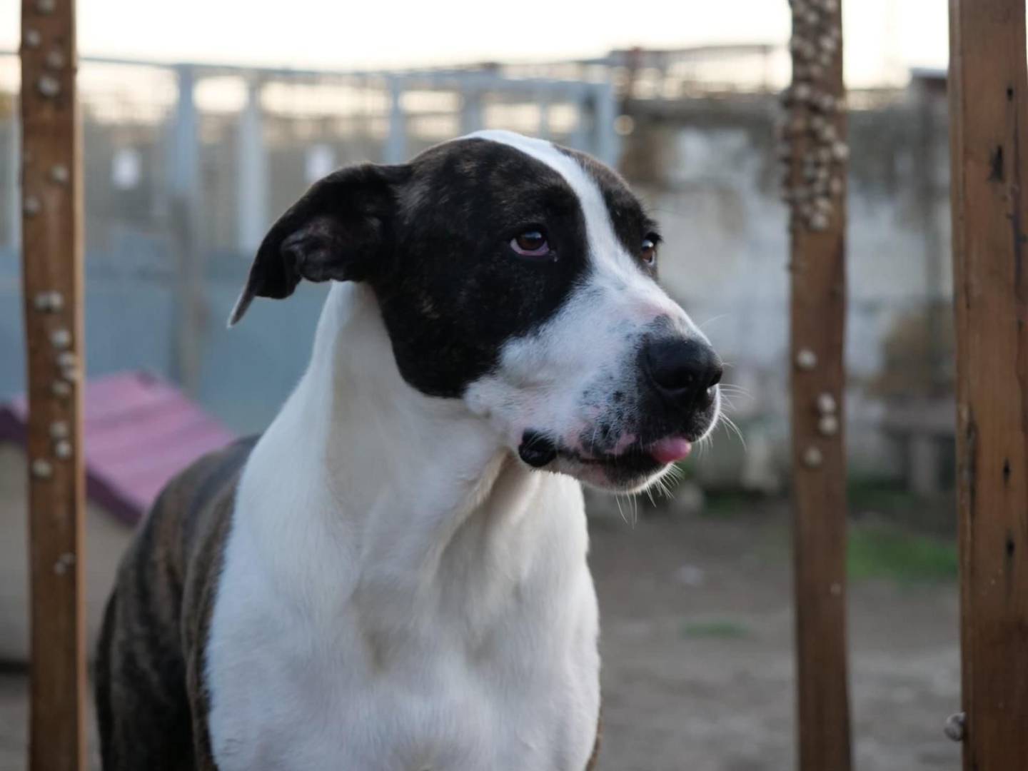 Adotta un cane, femmina, 2 anni e 6 mesi, Napoli