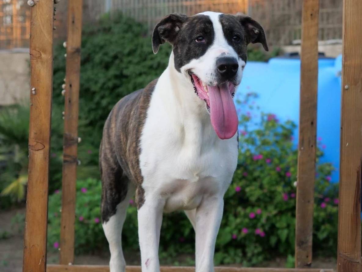 Adotta un cane, taglia grande, femmina, Napoli