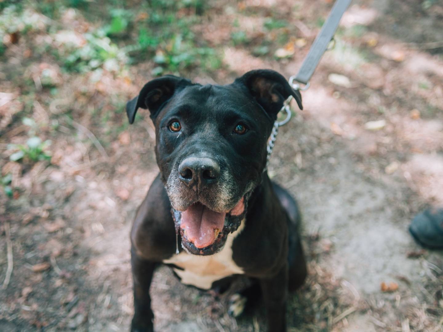 Adozione cane, maschio, Pitbull Razza sconosciuta, 8 anni , taglia gigante, Bologna