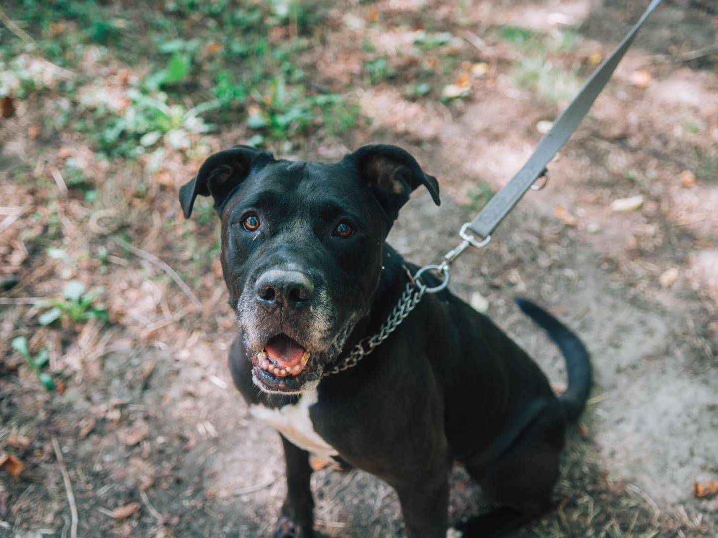 Adotta un cane, taglia gigante, maschio, Bologna