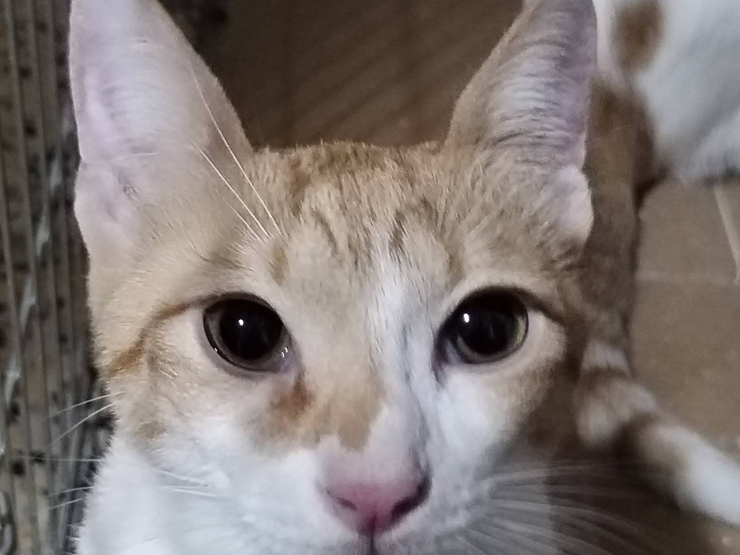 Adotta un gatto, femmina, 1 anno e 1 mese, Taranto