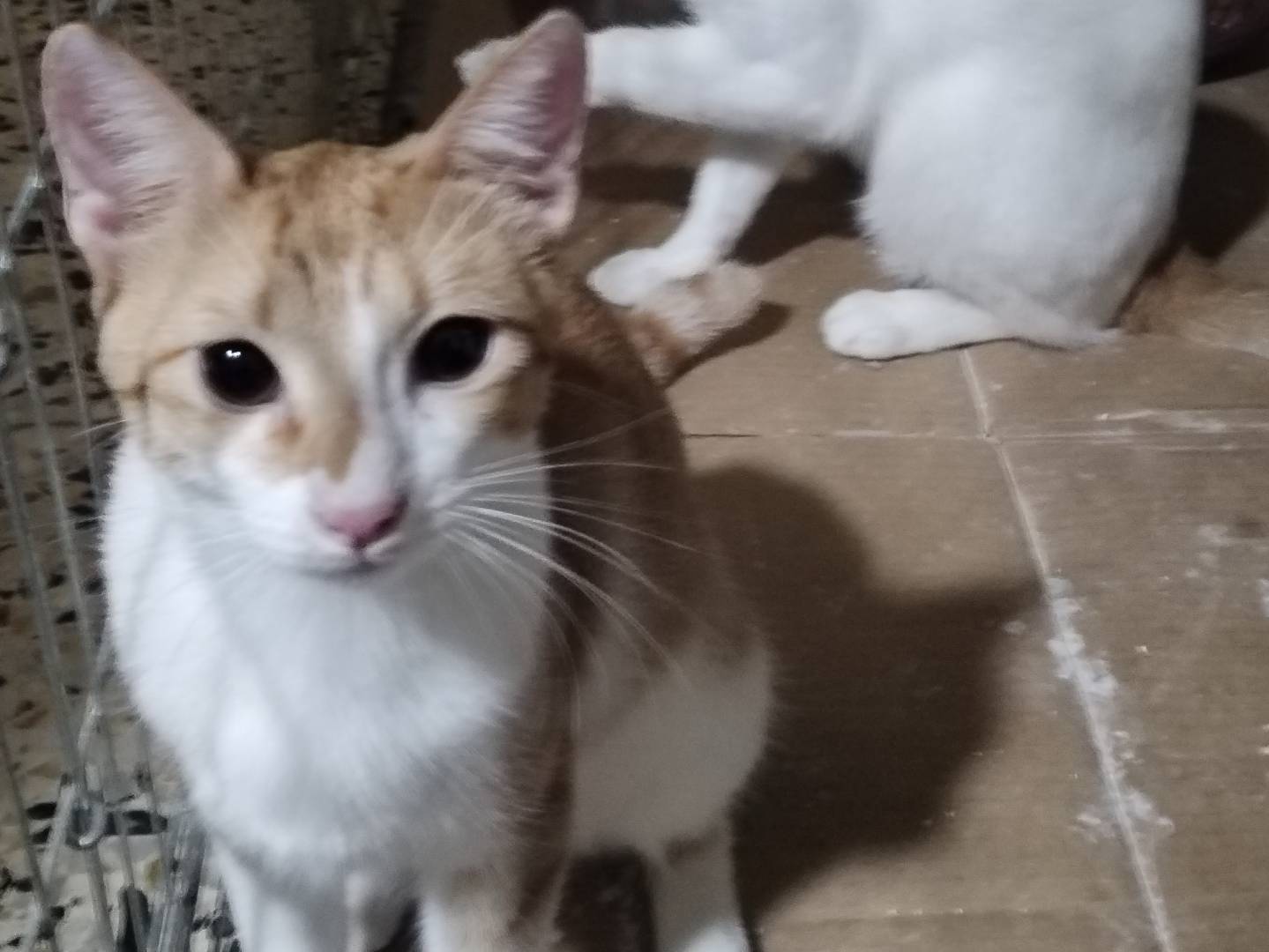 Adotta un gatto, taglia non valida, femmina, Taranto