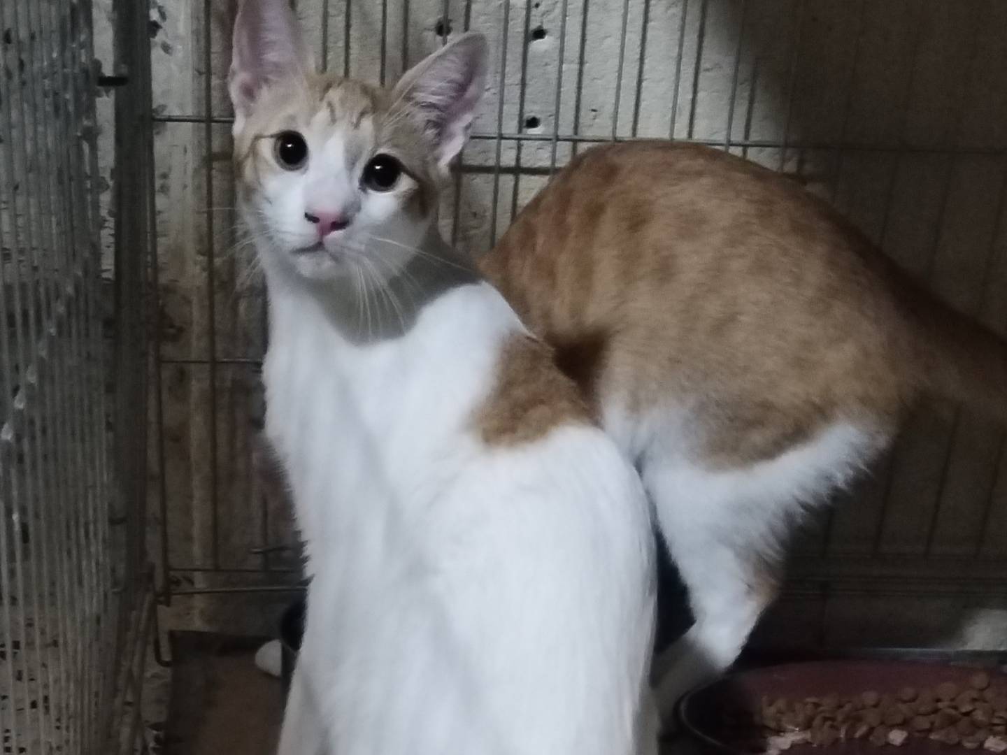 Vuoi adottare un gatto a Taranto?