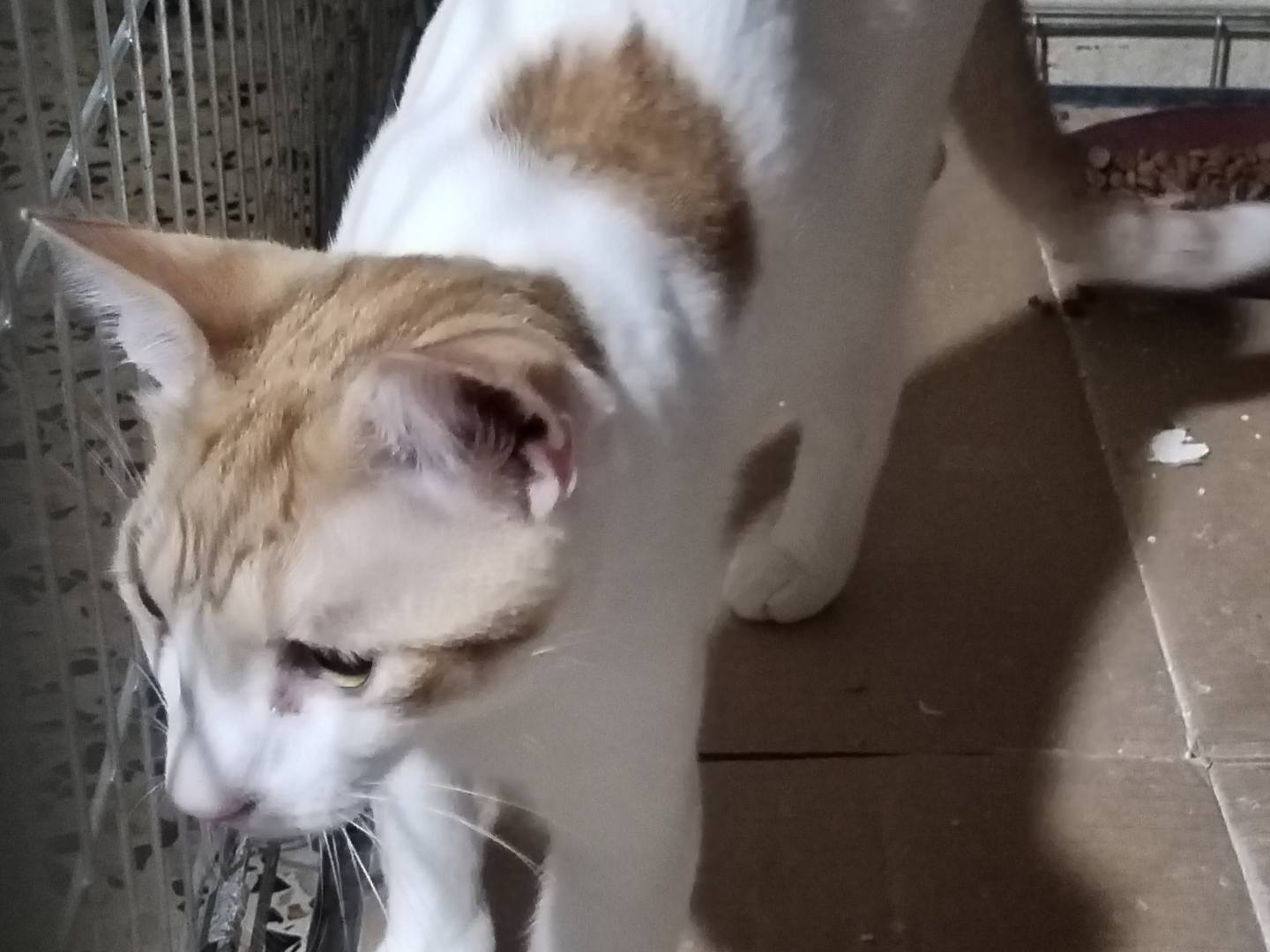 Adotta il gatto Xena e Apollo a Taranto