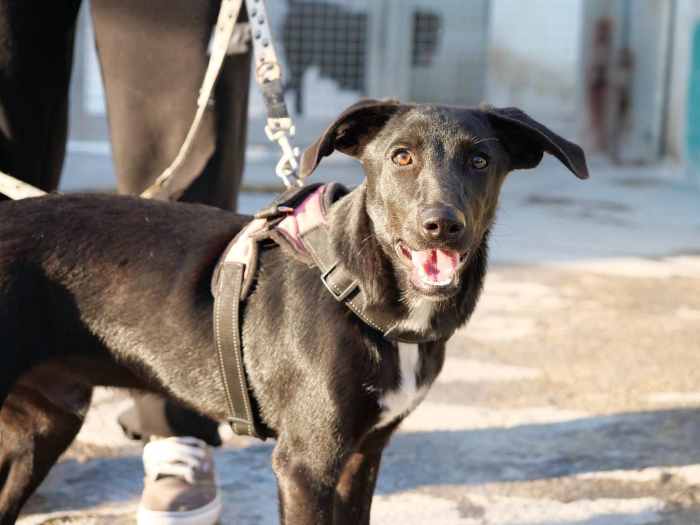 Adotta un cane, maschio, 1 anno e 4 mesi, Napoli
