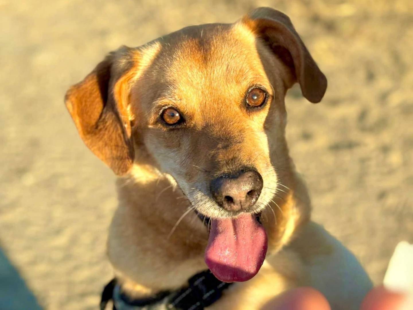 Adozione cane, maschio, Razza sconosciuta Razza sconosciuta, 5 anni  e 7 mesi , taglia piccola, Napoli