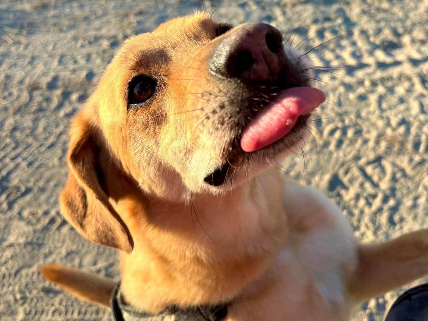 Adotta un cane, maschio, 5 anni  e 7 mesi , Napoli