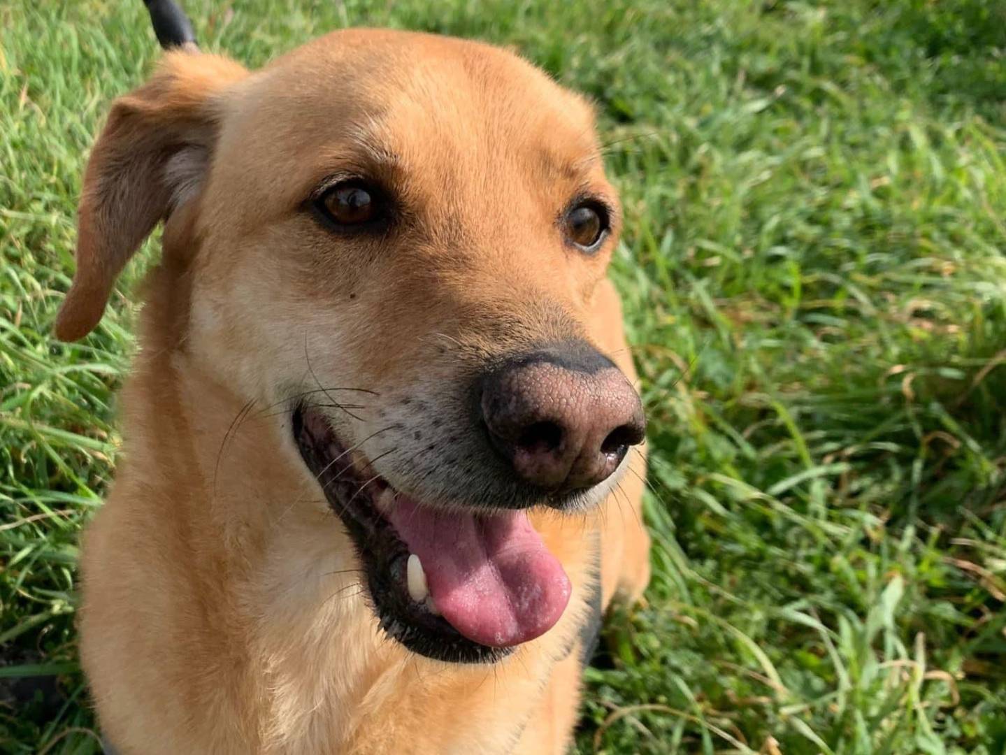 Vuoi adottare un cane a Napoli?